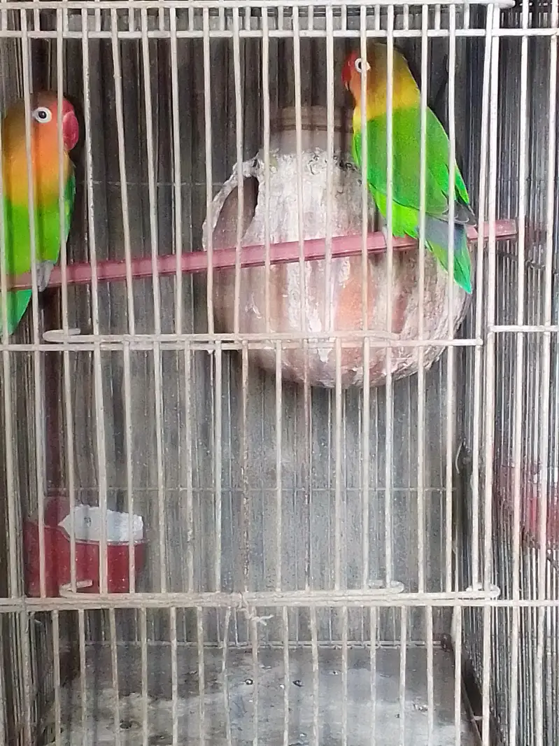 SALE AUSTRALIANS    LOVE BIRDS — photo 7