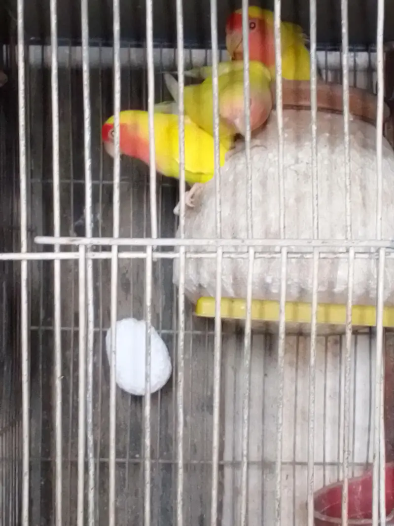 SALE AUSTRALIANS    LOVE BIRDS — photo 8