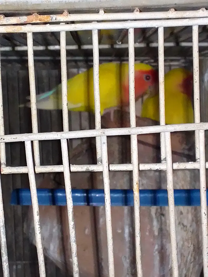 SALE AUSTRALIANS    LOVE BIRDS — photo 9