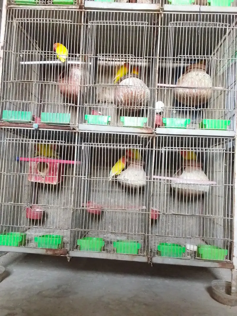 SALE AUSTRALIANS    LOVE BIRDS — photo 10