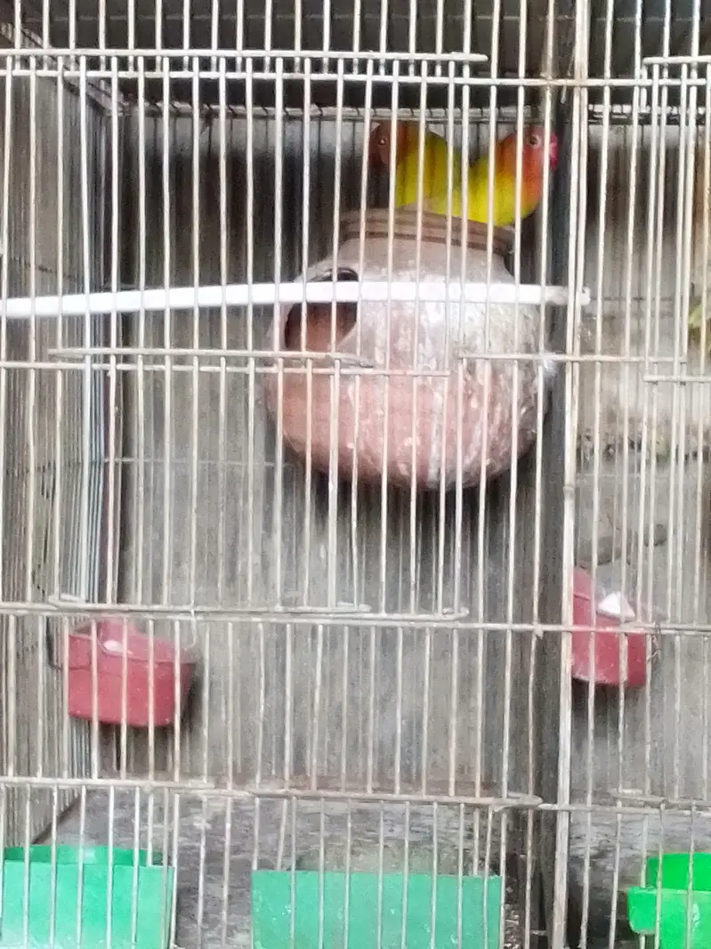 SALE AUSTRALIANS    LOVE BIRDS — photo 11