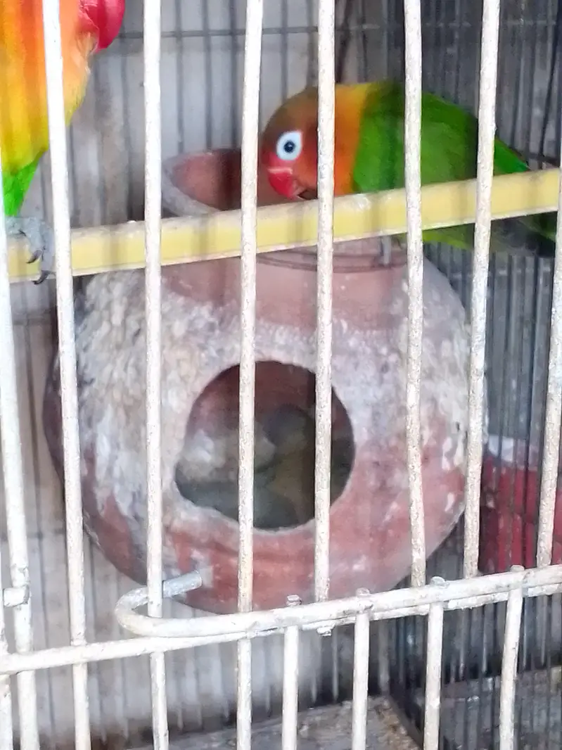 SALE AUSTRALIANS    LOVE BIRDS — photo 12