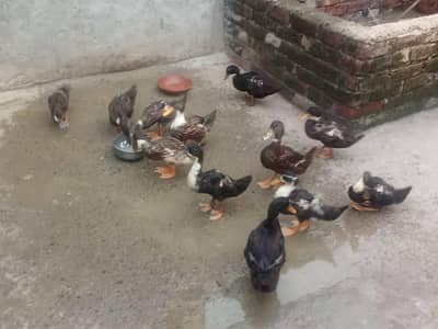 Ducks for sale par duck 1200 (0/3/2/9/7/5/8/6/0/8/2)