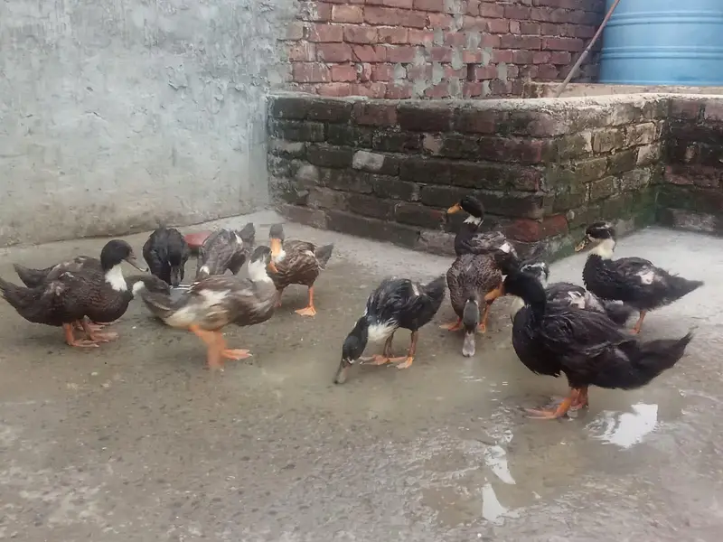 Ducks for sale par duck 1200 (0/3/2/9/7/5/8/6/0/8/2) — photo 3