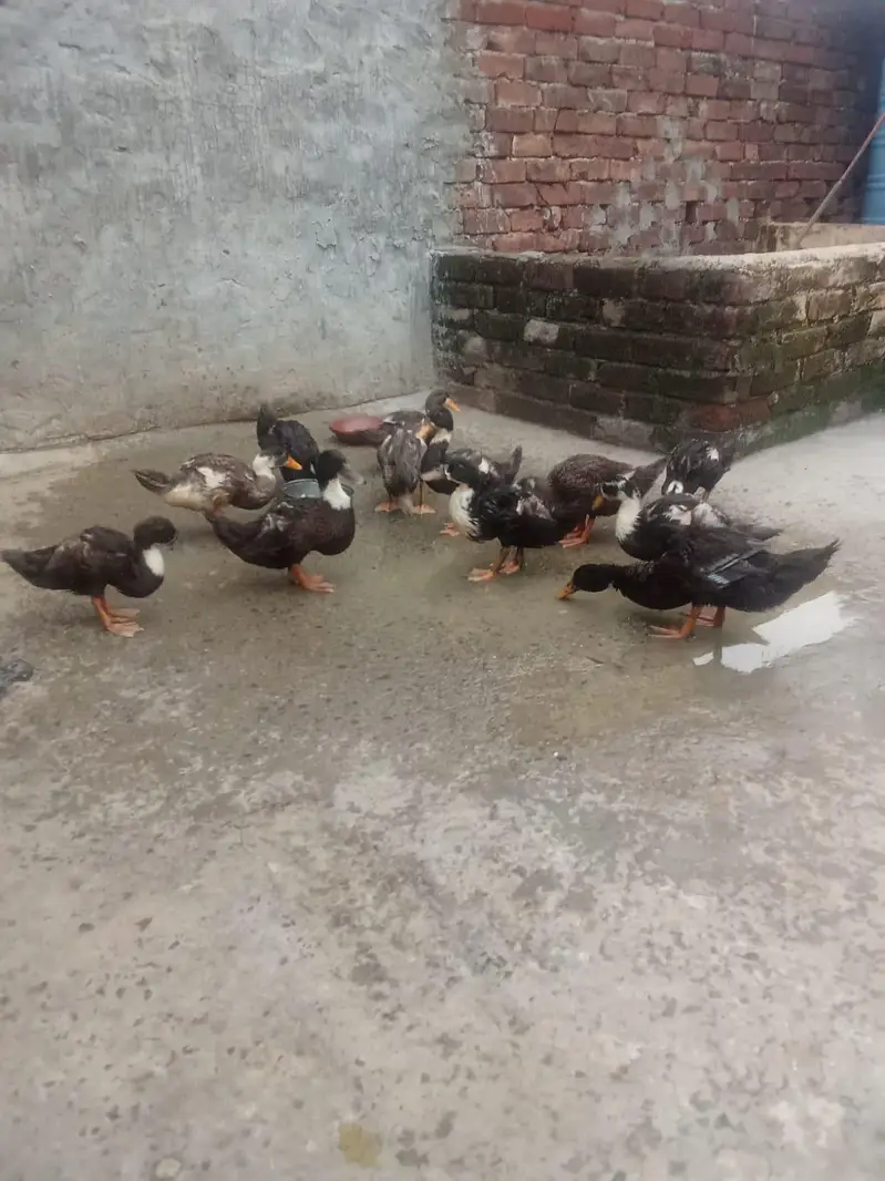 Ducks for sale par duck 1200 (0/3/2/9/7/5/8/6/0/8/2) — photo 4