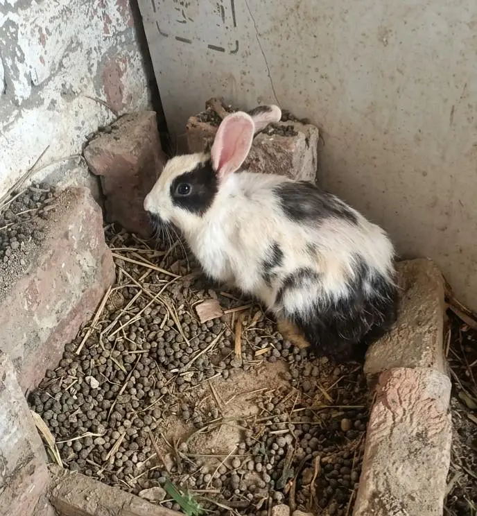 Rabbits 5 for sale 03453900858
