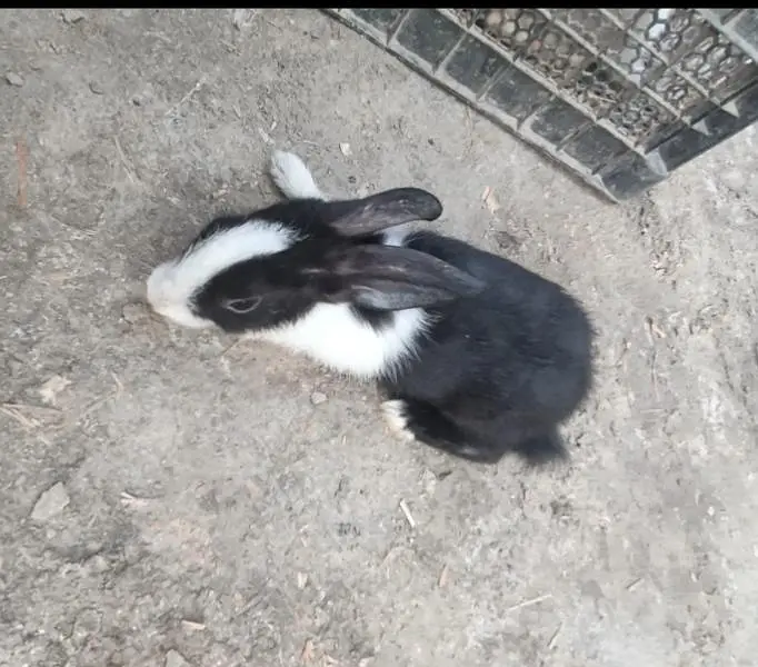 Rabbits 5 for sale 03453900858 — photo 3