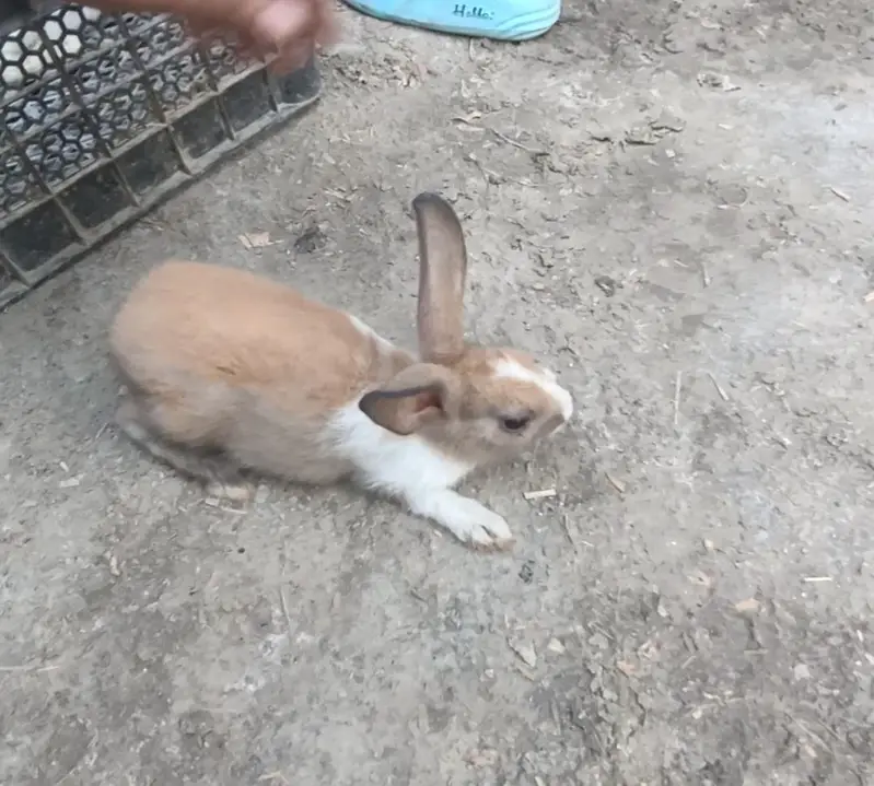Rabbits 5 for sale 03453900858 — photo 4
