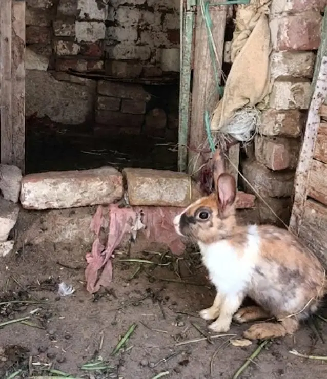 Rabbits 5 for sale 03453900858 — photo 5