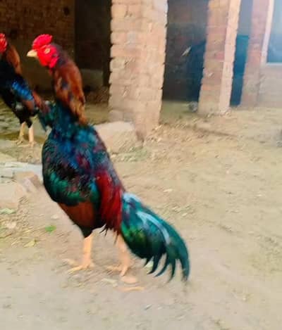 mianwali aseel