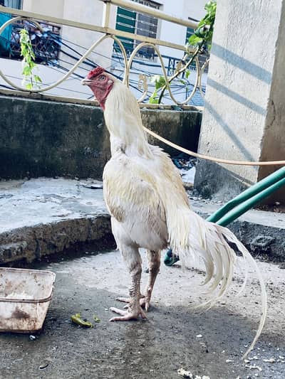 Aseel hira boska urgent for sale samjny waly bhai rabta karyn munasib