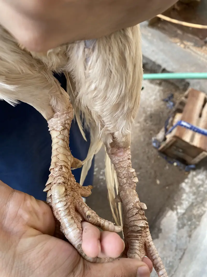 Aseel hira boska urgent for sale samjny waly bhai rabta karyn munasib — photo 2