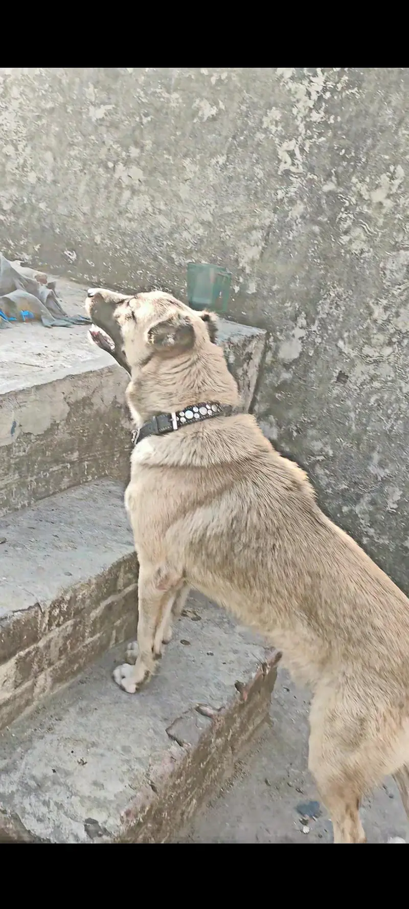 Afghan kuchi — photo 2