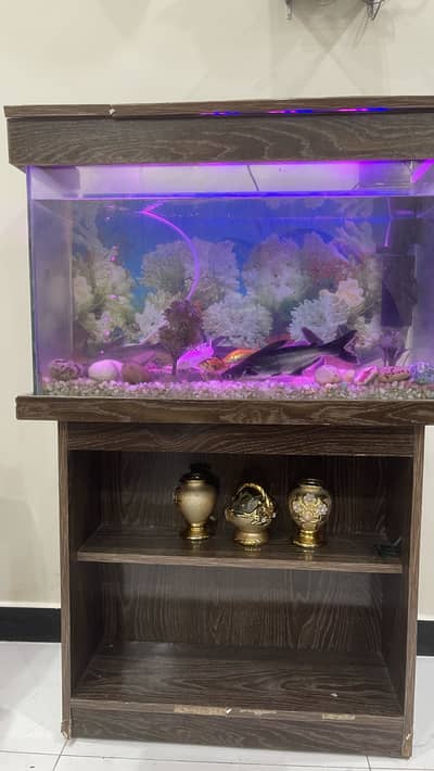 Fish Aquarium
