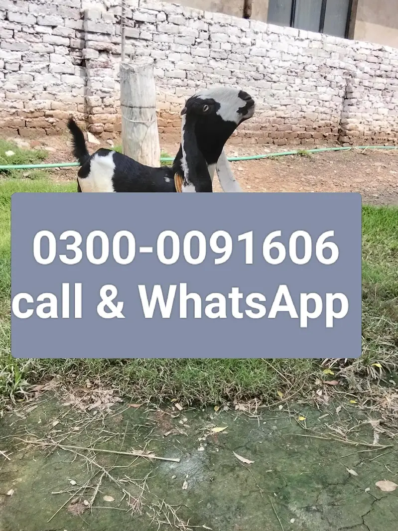 amratsari Bakri  |  Goat  | bakra  | chatra 0300-0091606 — photo 2