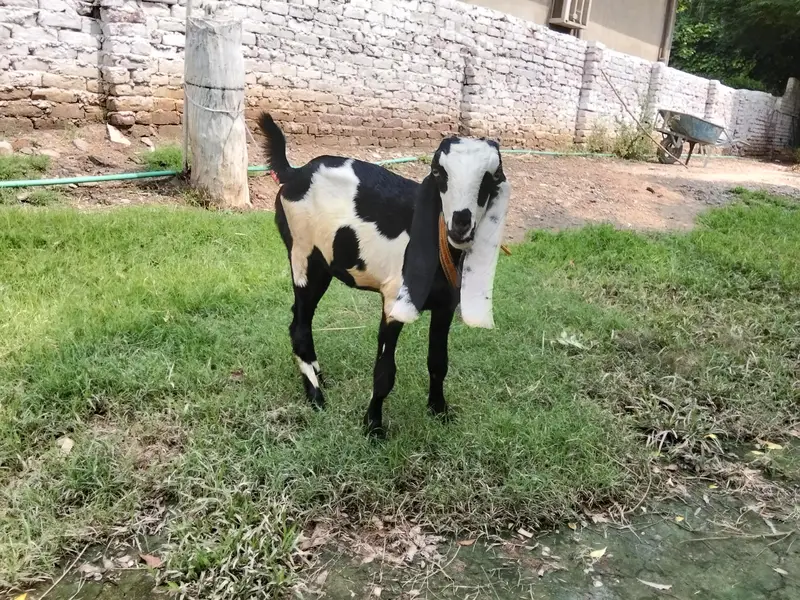 amratsari Bakri  |  Goat  | bakra  | chatra 0300-0091606 — photo 3