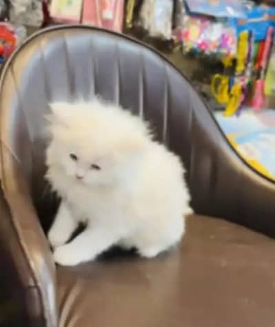 (Persian female kitten) (for sale all) (Pakistan delivery available)