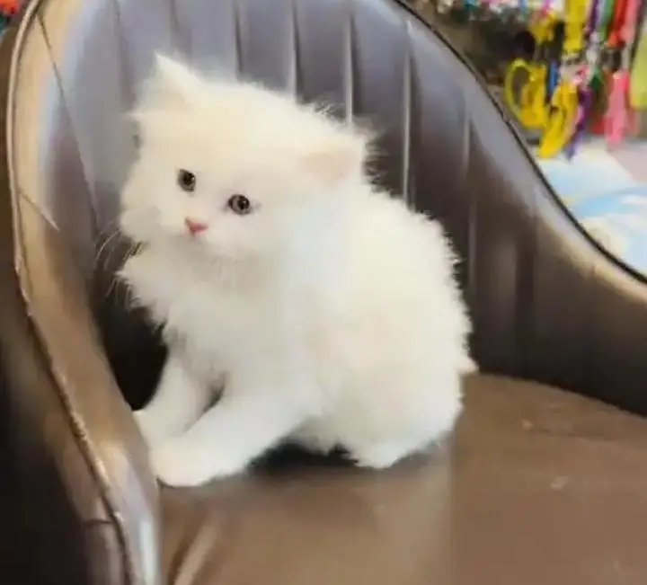 (Persian female kitten) (for sale all) (Pakistan delivery available) — photo 2