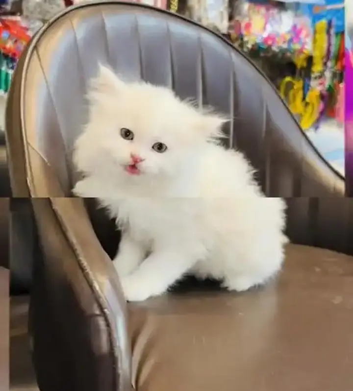 (Persian female kitten) (for sale all) (Pakistan delivery available) — photo 3