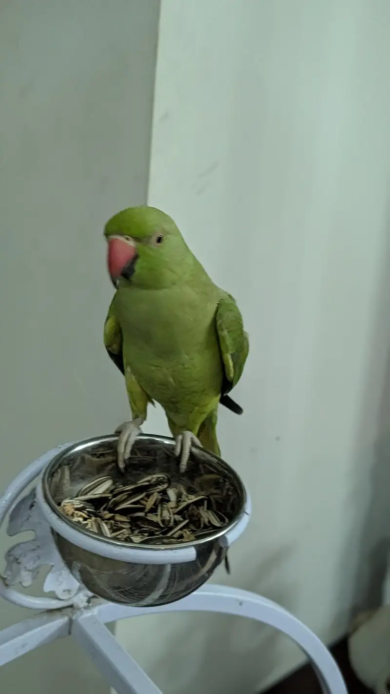 Female Hand Tame Friendly Parrot — photo 2