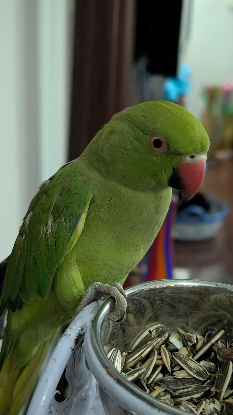 Female Hand Tame Friendly Parrot — photo 3
