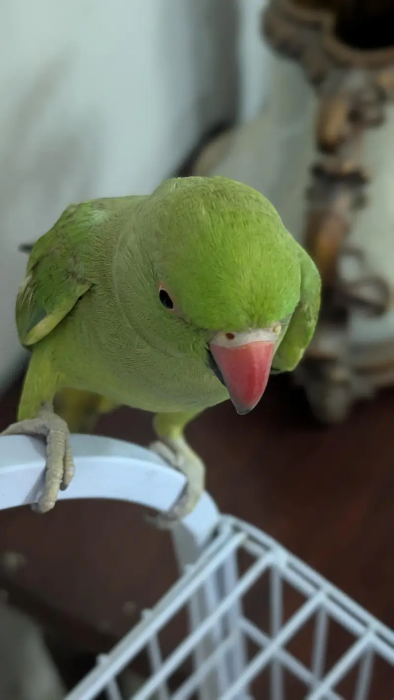 Female Hand Tame Friendly Parrot — photo 4