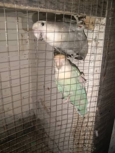 Rosicoli love birds breeder pairs for sale.
