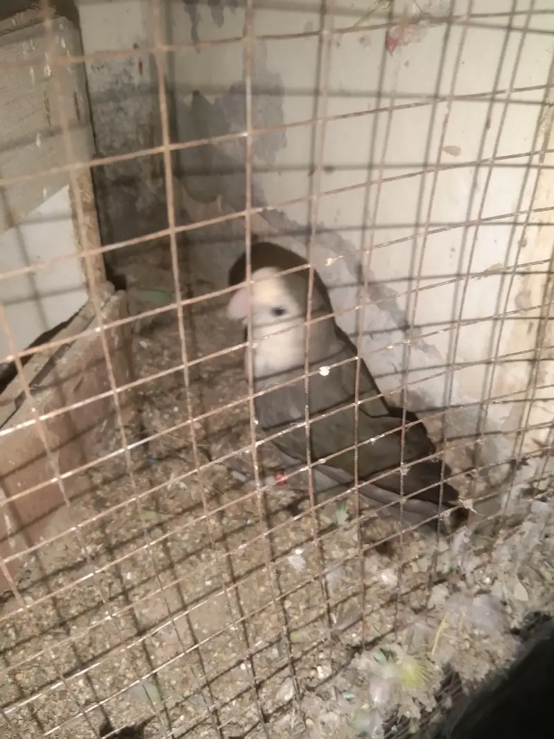 Rosicoli love birds breeder pairs for sale. — photo 2