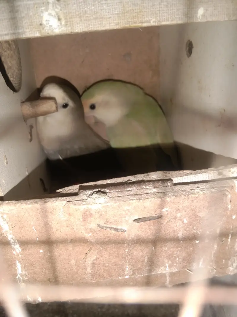 Rosicoli love birds breeder pairs for sale. — photo 3