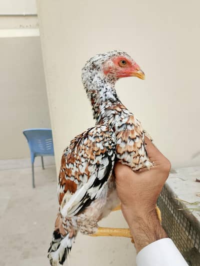 ASEEL PUNJAB BREED