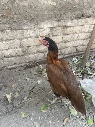 Aseel Peli Mahdi