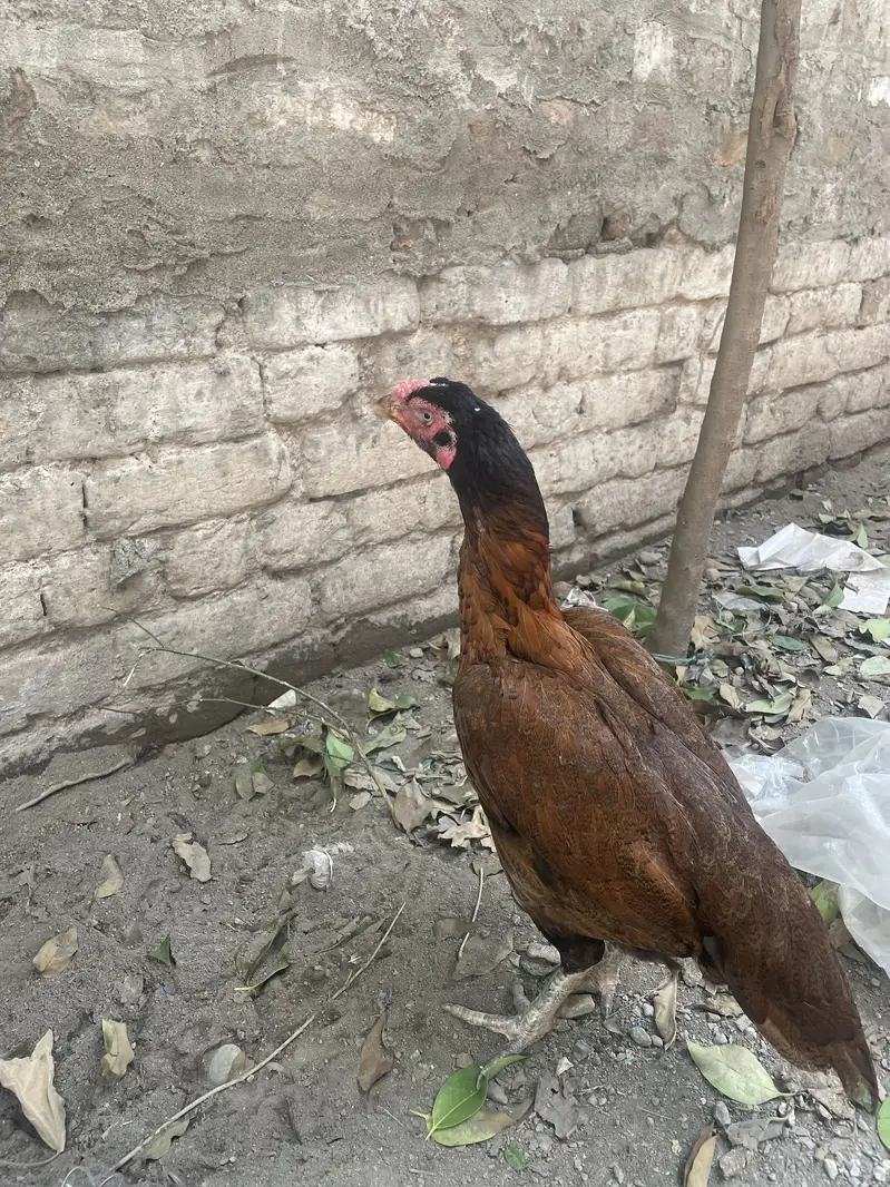 Aseel Peli Mahdi — photo 2
