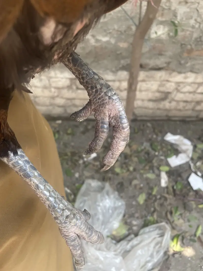 Aseel Peli Mahdi — photo 3