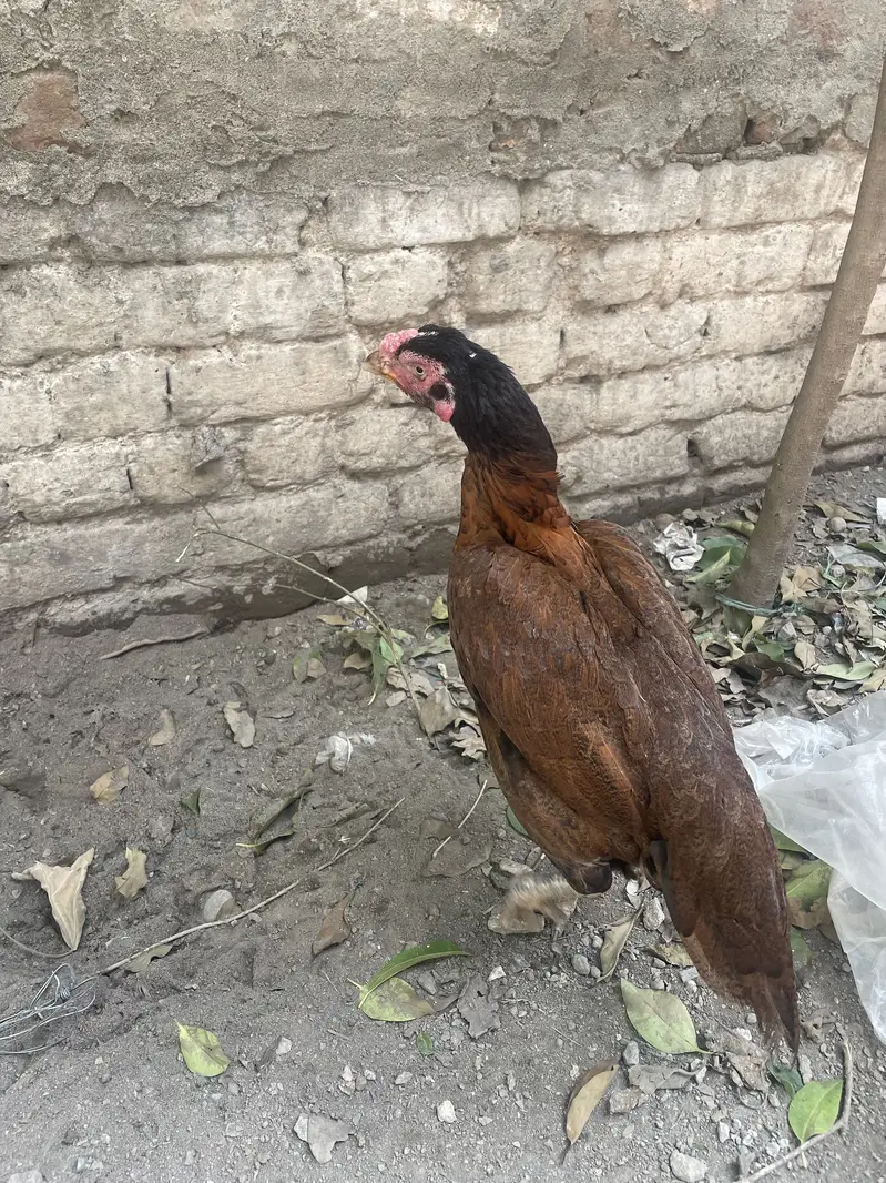 Aseel Peli Mahdi — photo 4