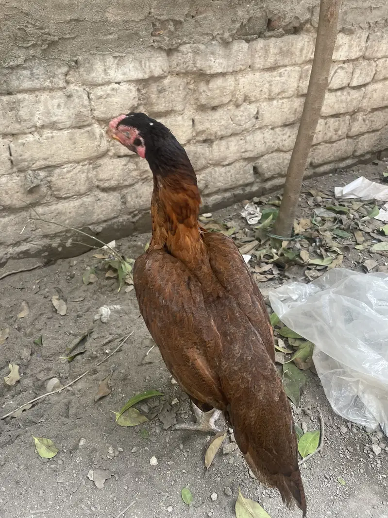 Aseel Peli Mahdi — photo 5