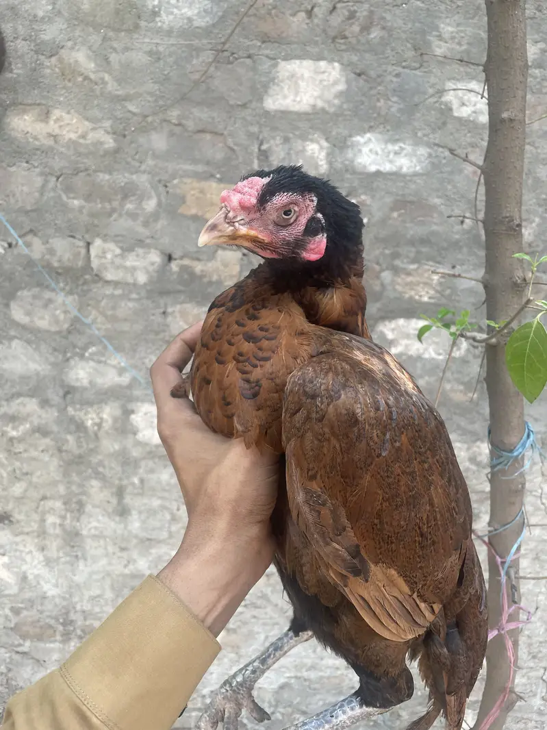 Aseel Peli Mahdi — photo 6