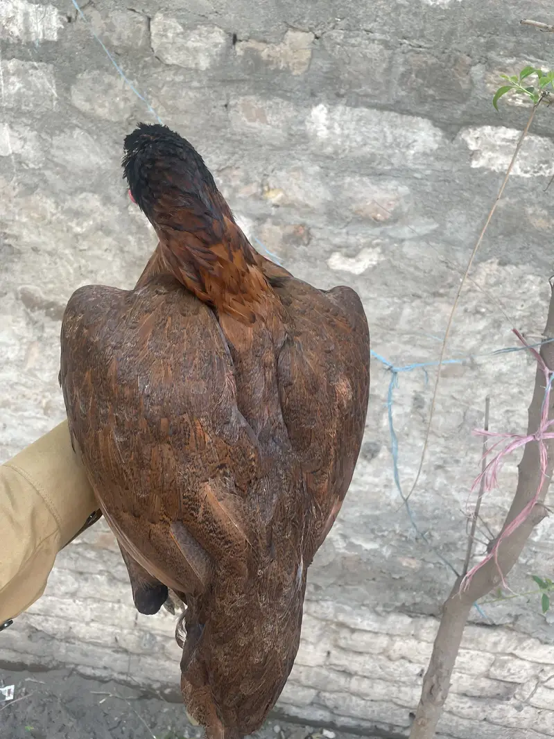 Aseel Peli Mahdi — photo 7