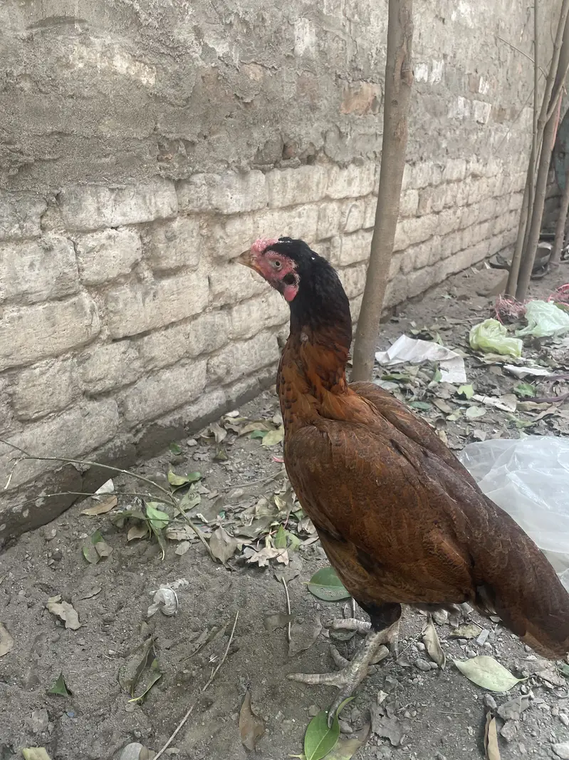 Aseel Peli Mahdi — photo 8