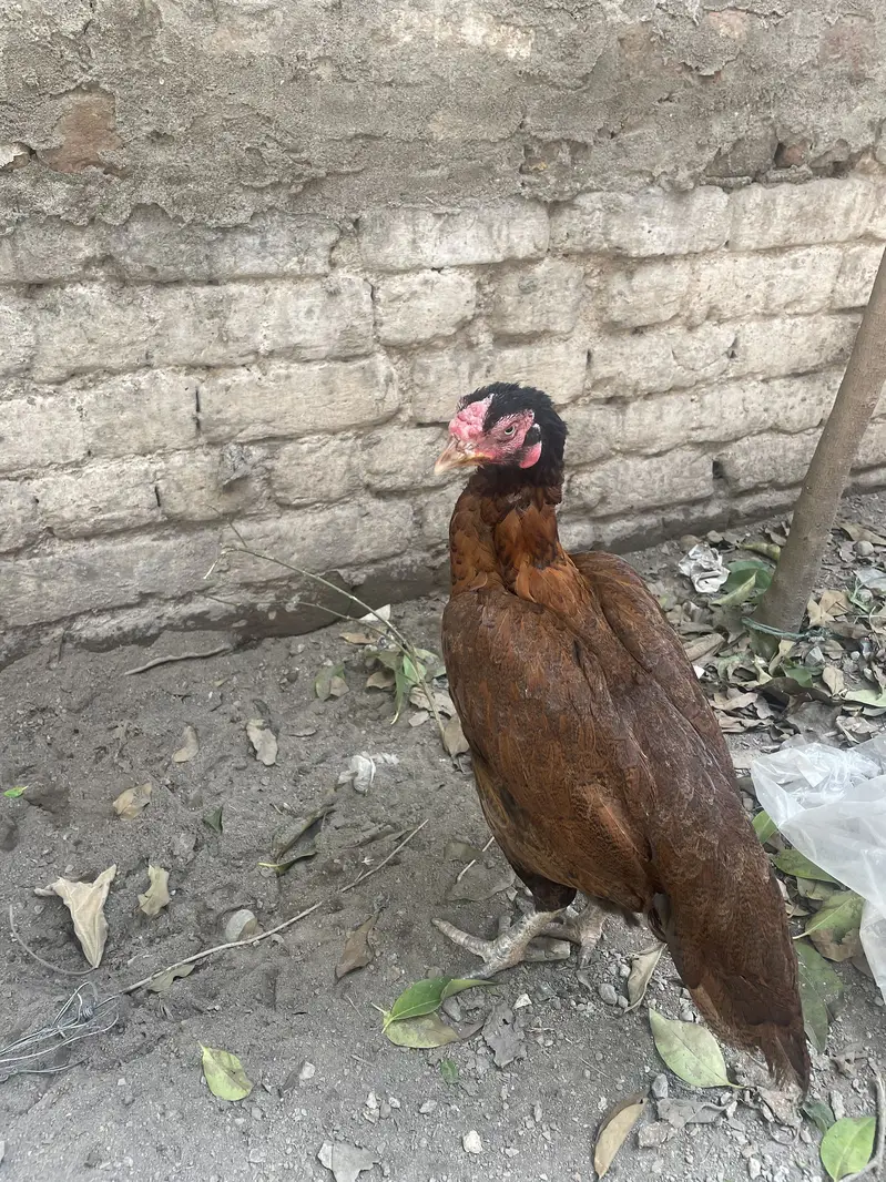 Aseel Peli Mahdi — photo 9