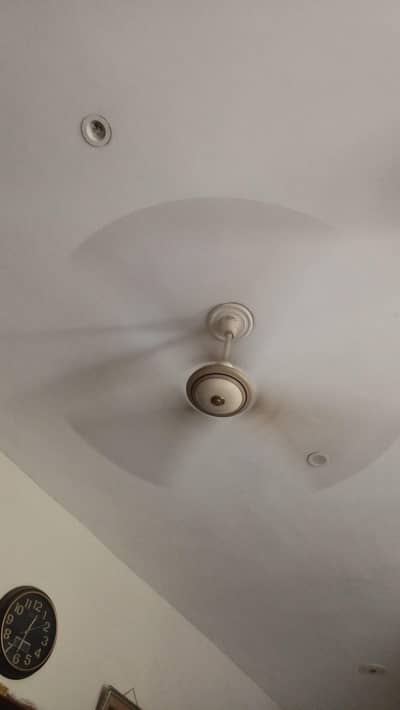 Royal Fan