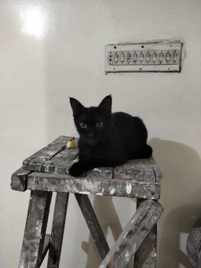 Black Cat for Sale – Healthy & Active – Rs. 100,000