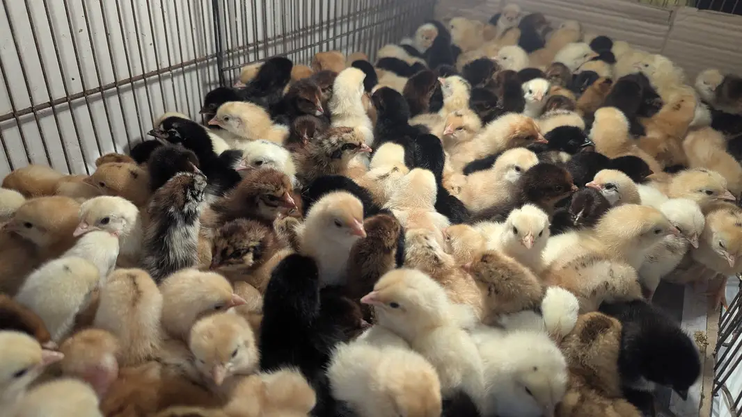 Golden /golden misri /chick /chuzy — photo 3