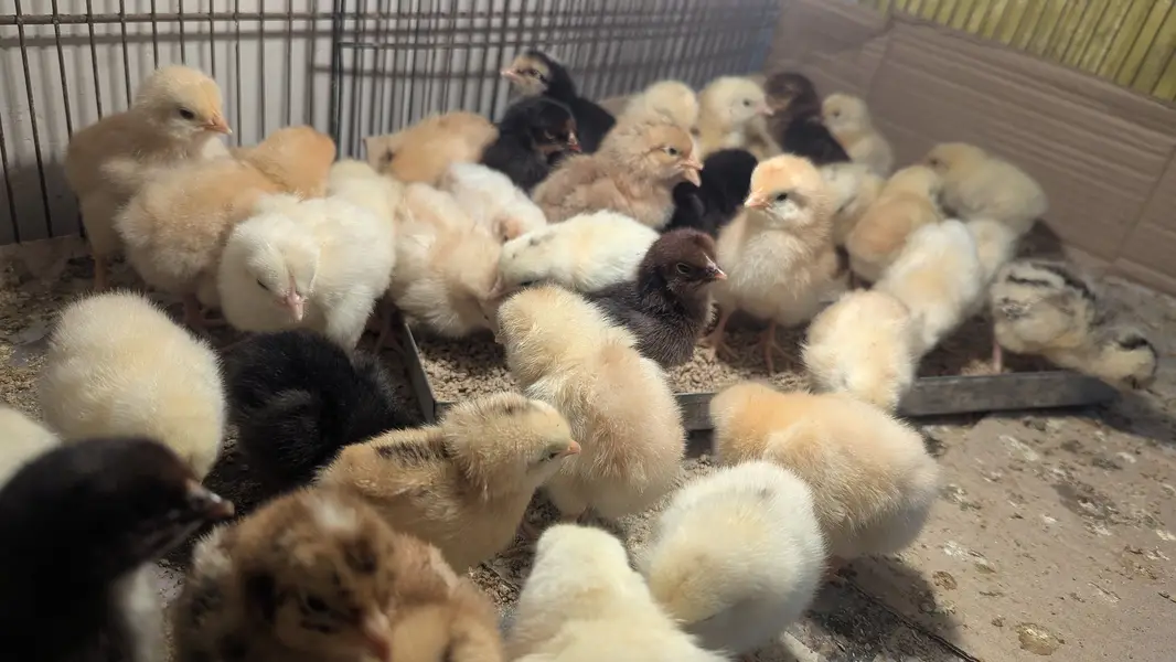 Golden /golden misri /chick /chuzy — photo 4