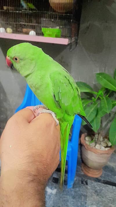 kathhy, hand tame