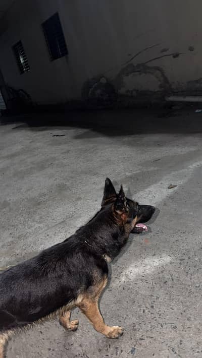 German shepherd for sale 03009046296