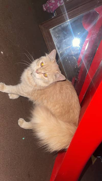 persian small kitten only 2 months
