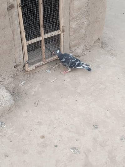 recer pigeon