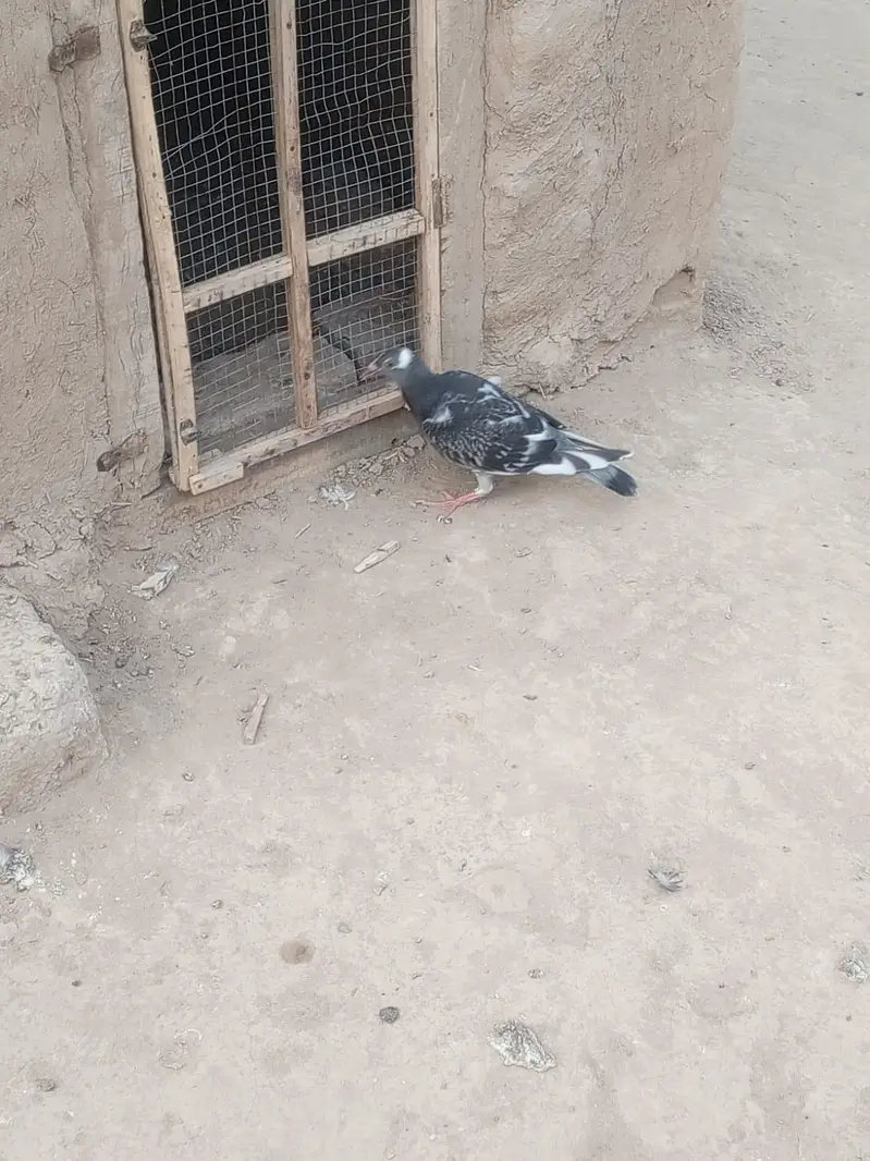 recer pigeon