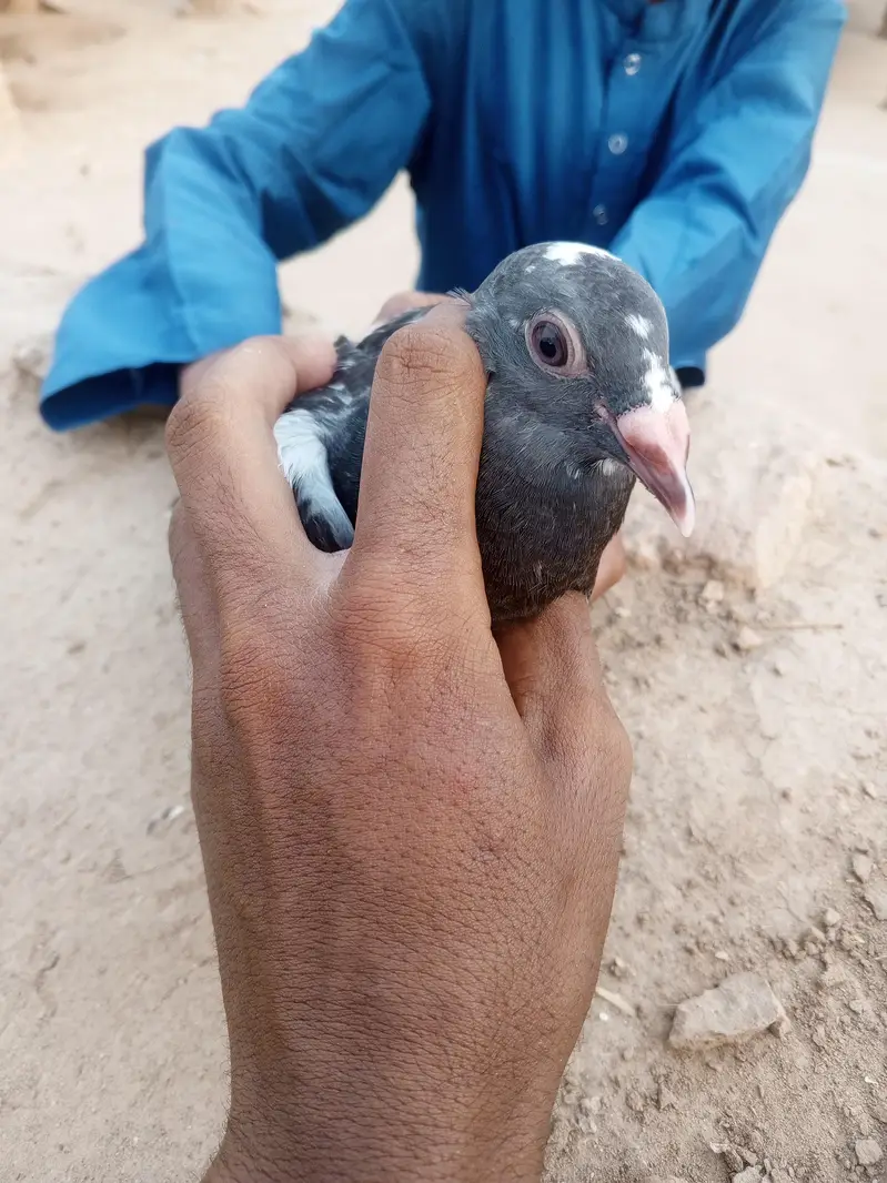 recer pigeon — photo 2