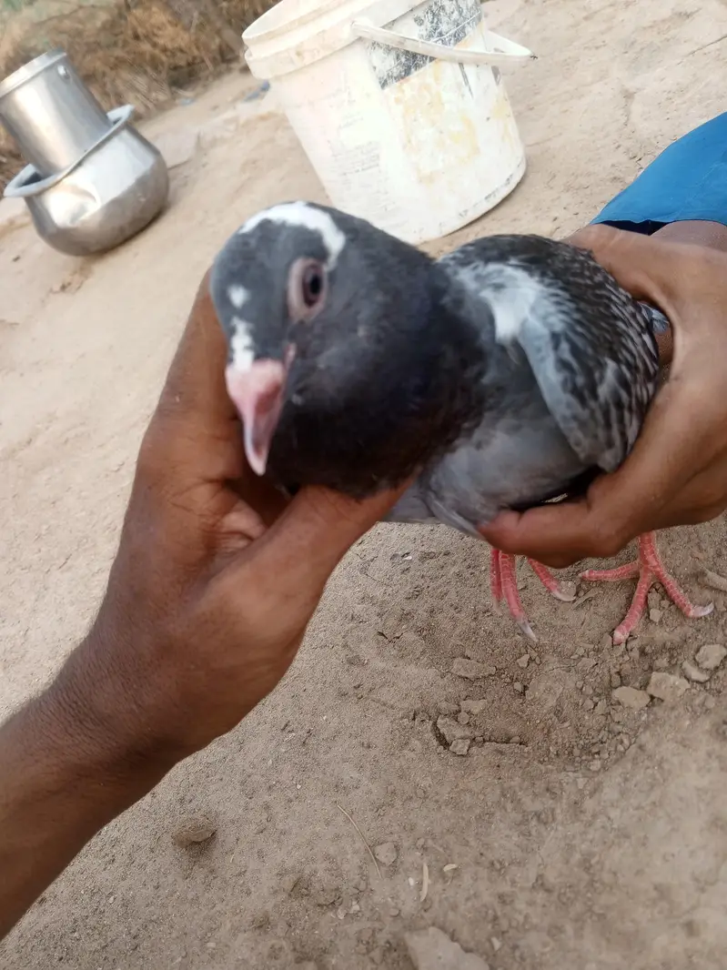 recer pigeon — photo 3